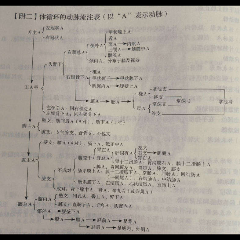 体循环动脉流注表
