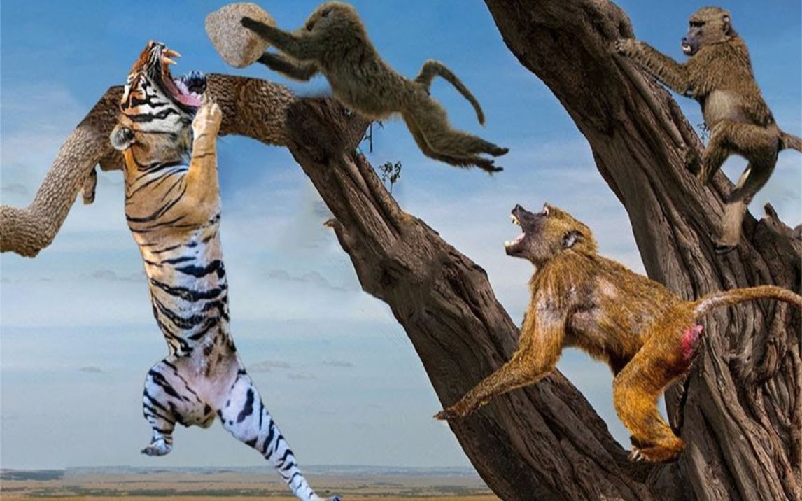 老虎被猴子残忍逼到墙角,从高树上掉下来-野生动物袭击!
