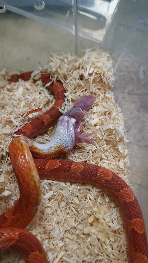 缺黑血红第一次尝试活鼠_哔哩哔哩 (゜-゜)つロ 干杯~-bilibili