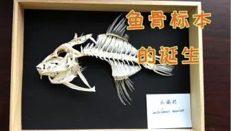 抓了一条罗非鱼结果它喝醉了 就把它做成鱼骨标本吧 哔哩哔哩 Bilibili