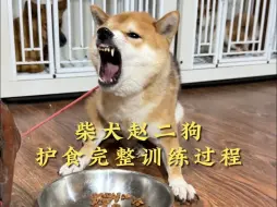 Download Video: 柴犬“赵二狗”护食完整训练过程