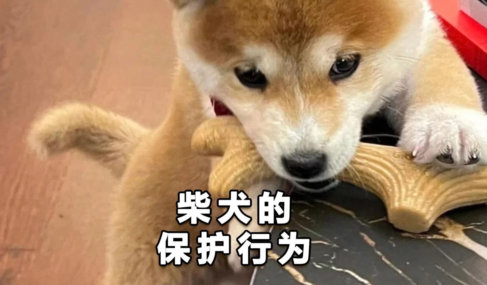 柴犬武士刀图片