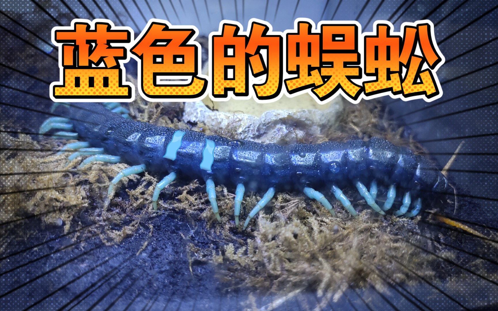 蓝色蜈蚣干饭特辑