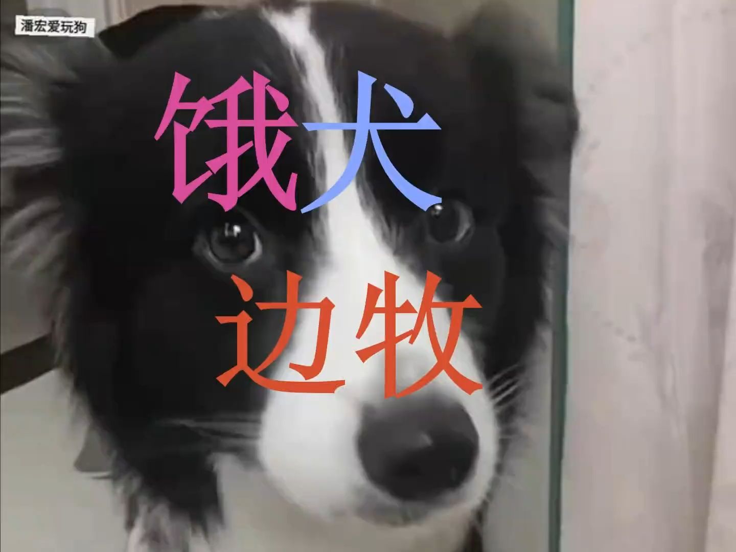 饿犬边牧哔哩哔哩bilibili