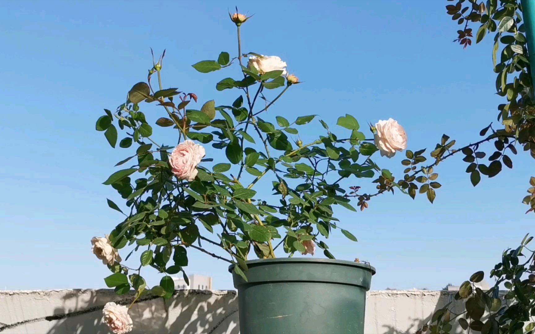 月季罗莎琳达最特别的仔