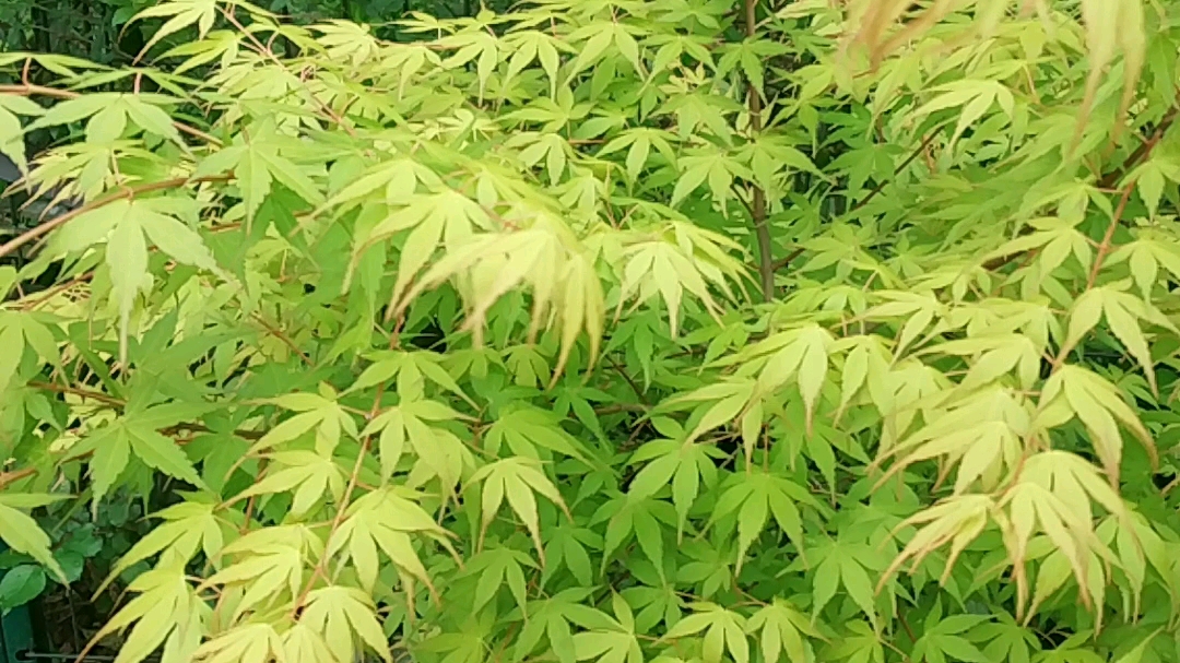 枫树卡苏变绿了