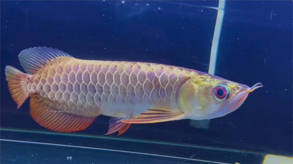 c201,顶级紫罗兰炫彩满珠鳞过背芯片证书齐全23厘米秒杀福利