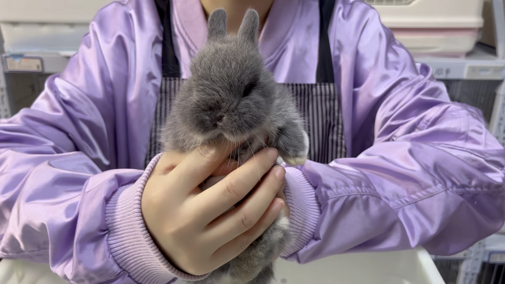 双血统侏儒兔繁育案例第176期这一期的父亲是烟灰暹罗色