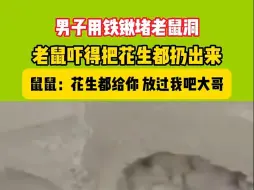 男子用铁锹堵老鼠洞 老鼠吓得把花生都扔出来  （来源：河南广播电视台乡村观察）