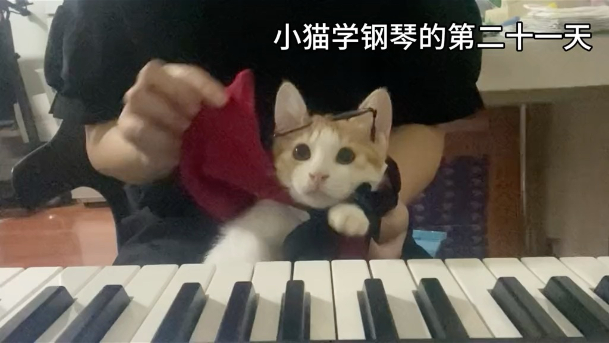 肖邦的妹妹 肖茂咪 弹奏哈利波特《海德薇变奏曲》