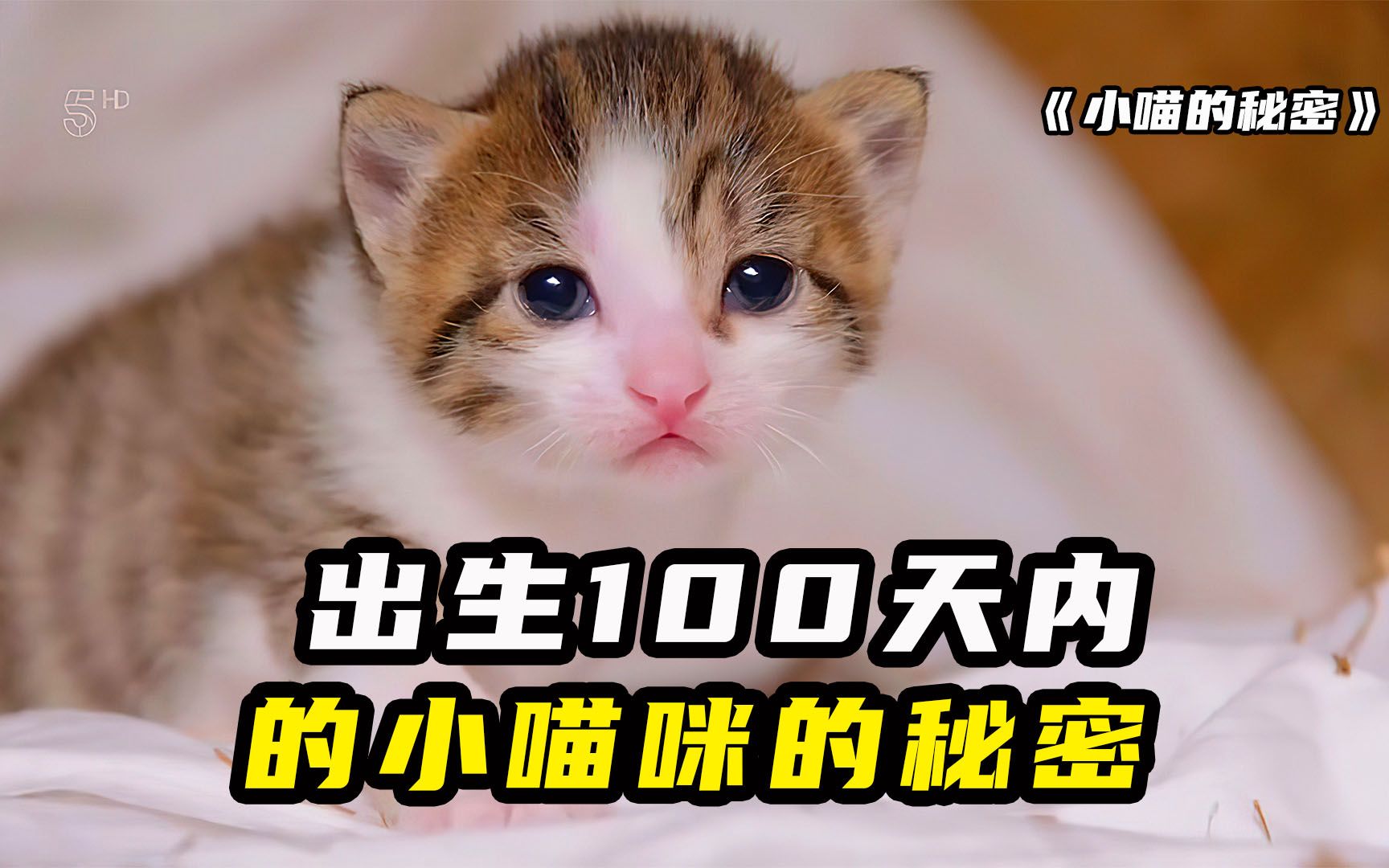 可爱暴击,刚出生的小猫咪的秘密私生活!猫控必看!
