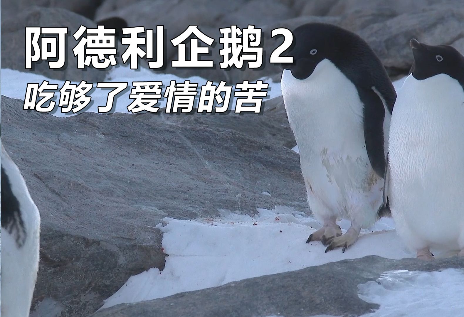 阿德利企鹅2:吃尽了爱情的苦!