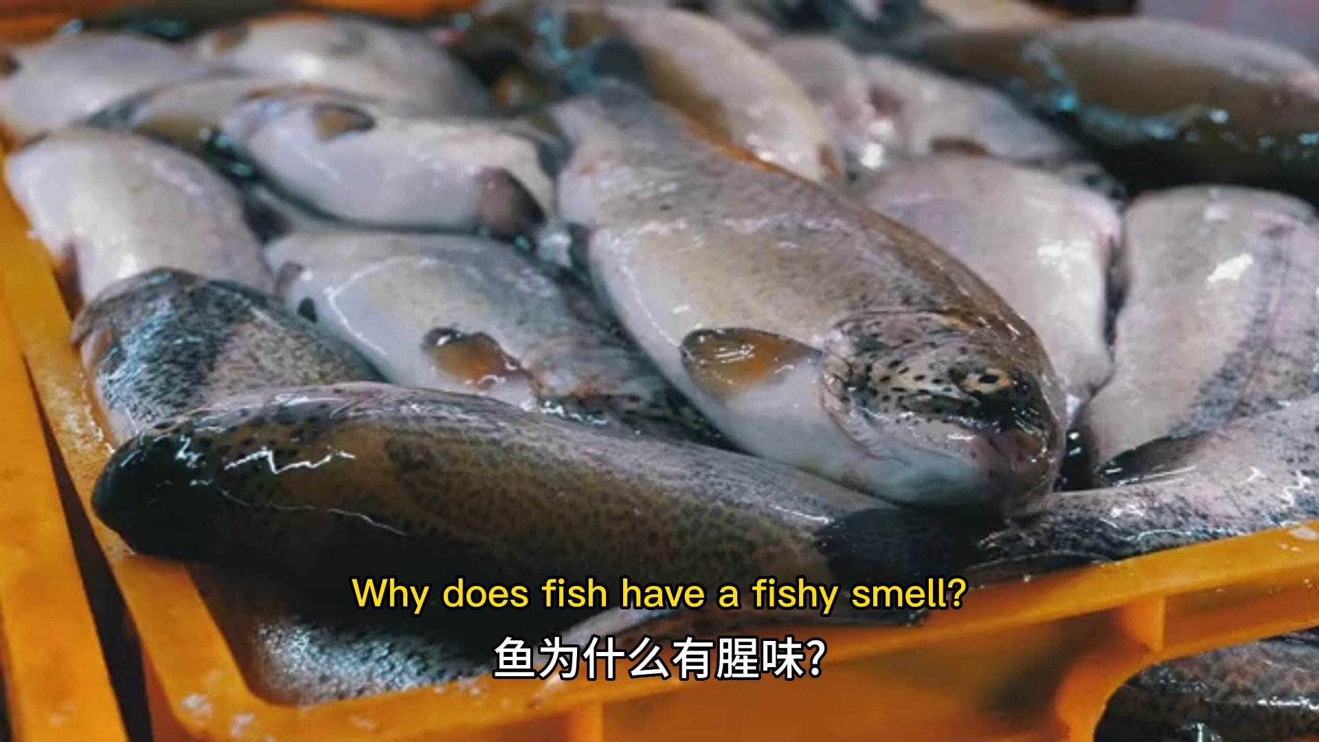 鱼为什么有腥味?中英字幕