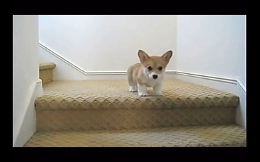 活动作品柯基下楼梯