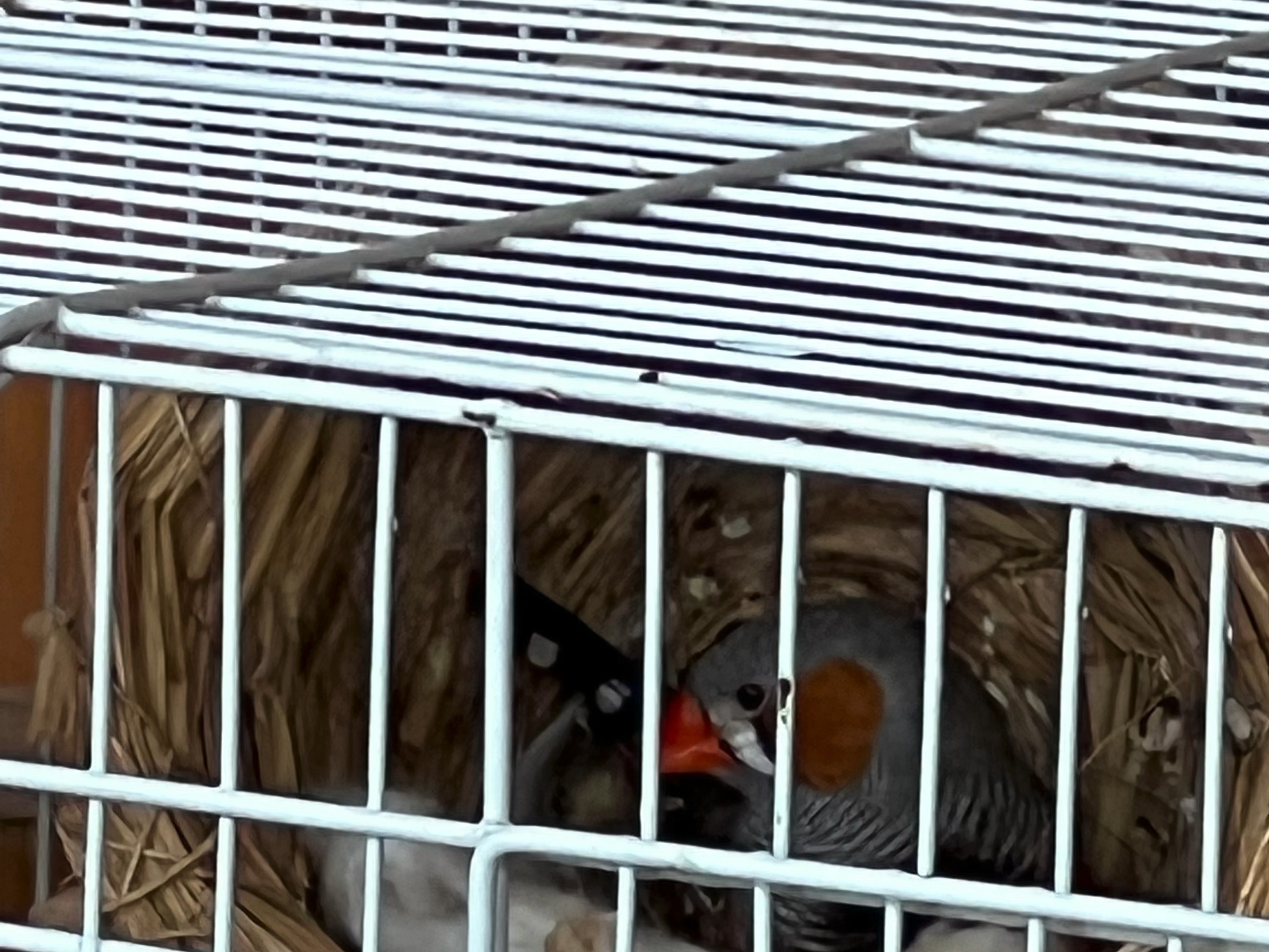 珍珠鸟孵孵蛋20240731