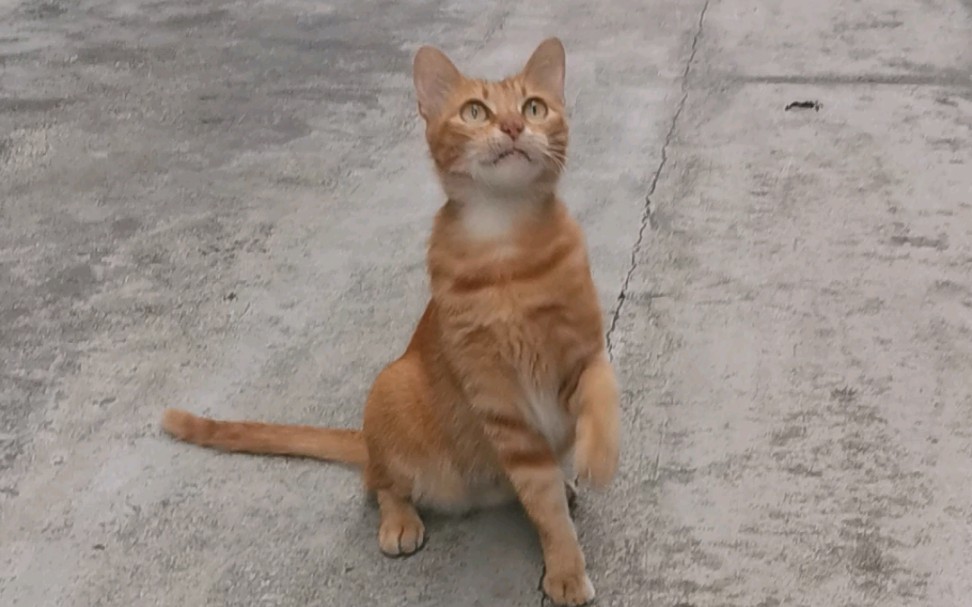 勇敢的小猫咪有逗猫棒玩