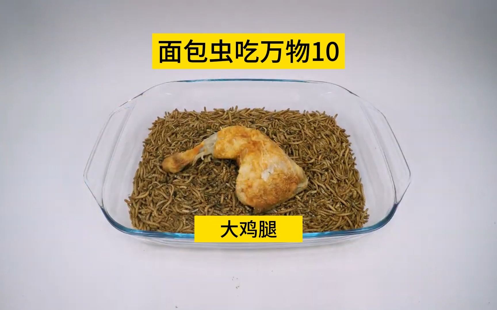 [图]面包虫吃万物10，大鸡腿留给面包虫吃！