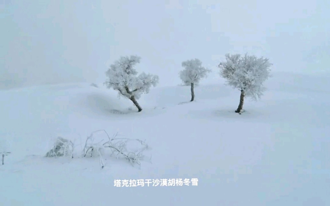 [图]塔克拉玛干沙漠胡杨冬雪