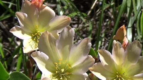 琼斯耧斗菜 Aquilegia Jonesii 为耧斗菜属多年生草本植物 产北美大陆 英语 Jones Columbine 哔哩哔哩 Bilibili