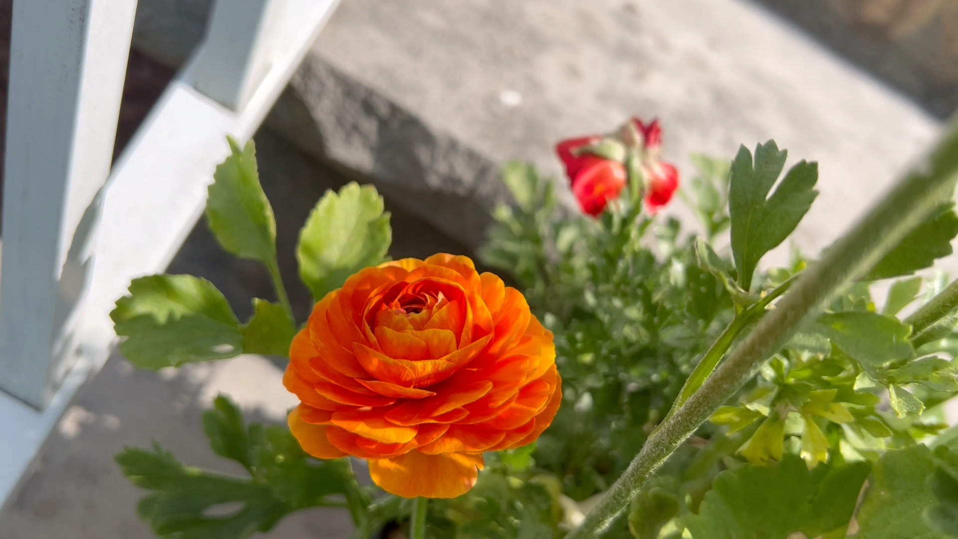 看!我的芹叶牡丹美不美!