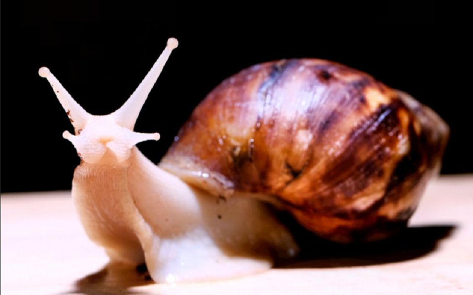 白玉蜗牛的生殖和发育