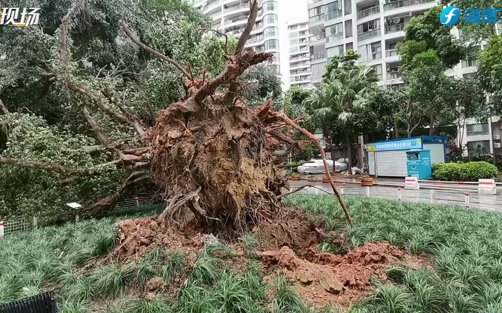 福州海润滨江花园B区27号楼旁一颗大树倒伏,连根拔起!哔哩哔哩bilibili