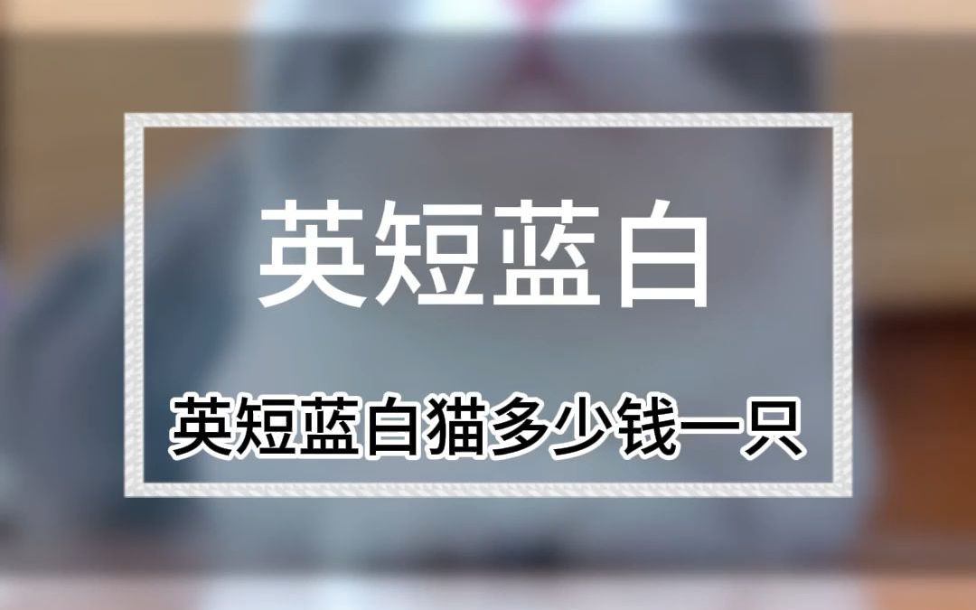 英短蓝白猫多少钱一只?哔哩哔哩bilibili