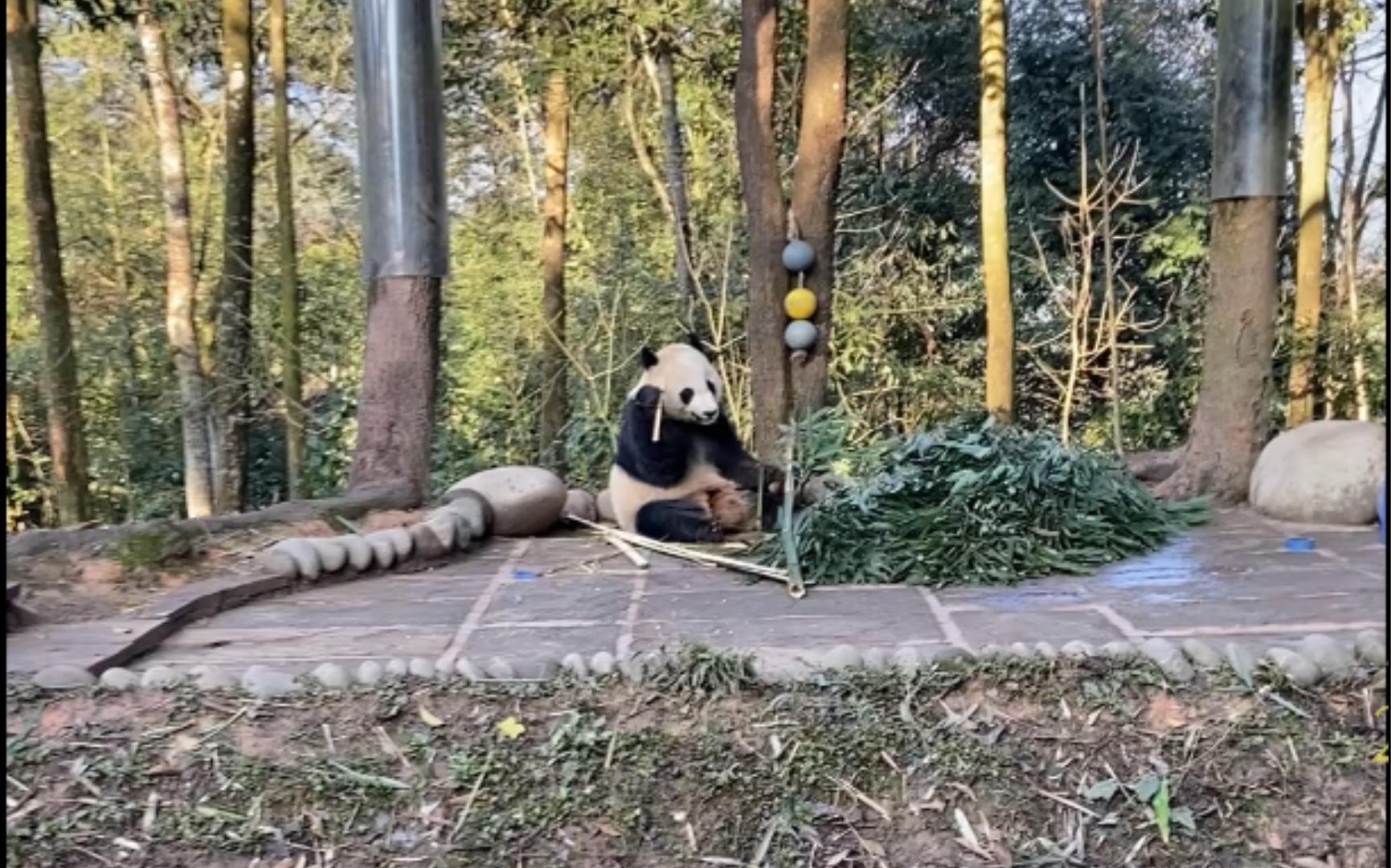 [图]【大熊猫海归贝贝】和贝贝熊的第一次相见，还是跟姥姥挺像的