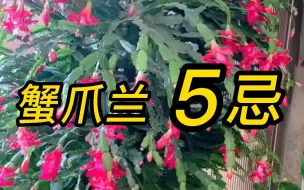 Download Video: 养蟹爪兰有哪5忌