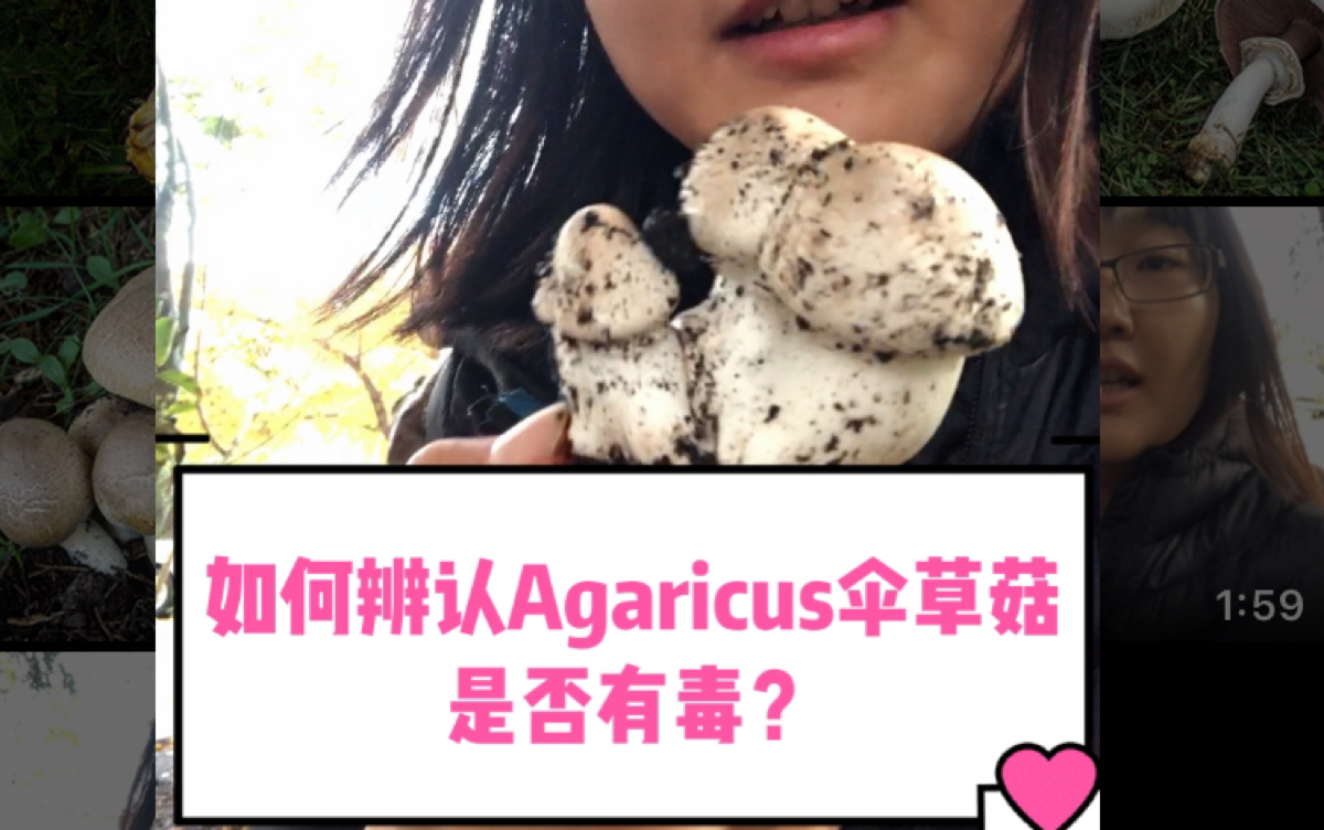 野外采蘑菇!如何辨别Agaricus伞草菇属是否有毒,是否能吃?采摘野生蘑菇必须知道的!温哥华岛采蘑菇.野生菌辨识哔哩哔哩bilibili