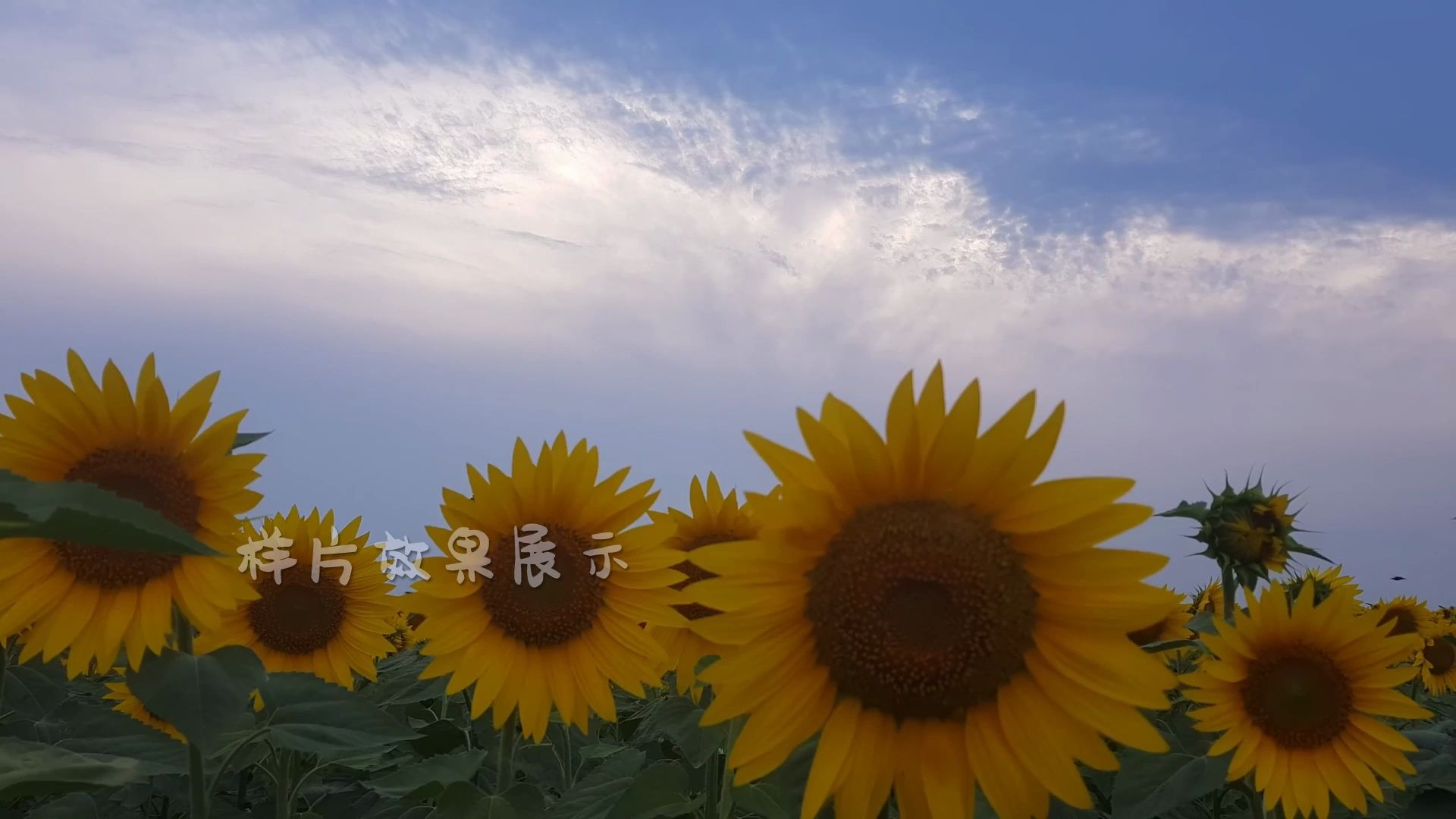 a5382k畫質唯美漂亮向日葵太陽花花園藍天白雲大自然景色風景野外微