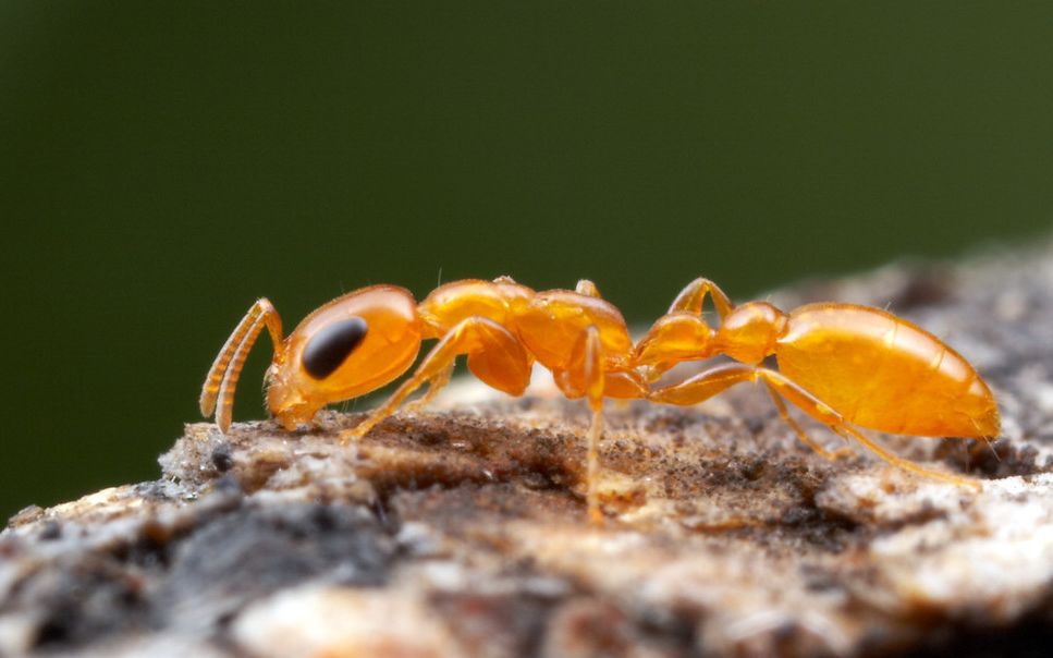 红黑细长蚁的近亲pseudomyrmex pallidus伪切叶蚁,好看的黄色蚂蚁