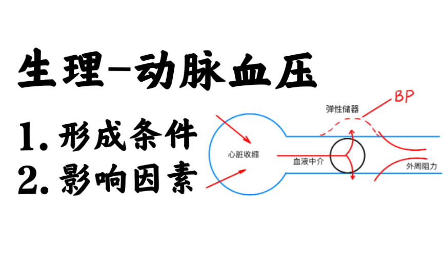 [图]动脉血压的形成条件和影响因素