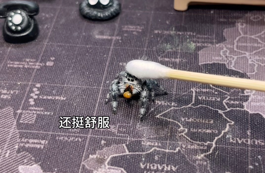 小蛛：吃个饭都不安宁