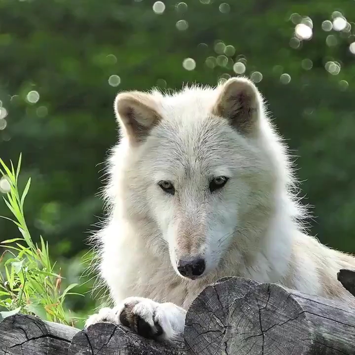 纯白雪狼幼崽图片