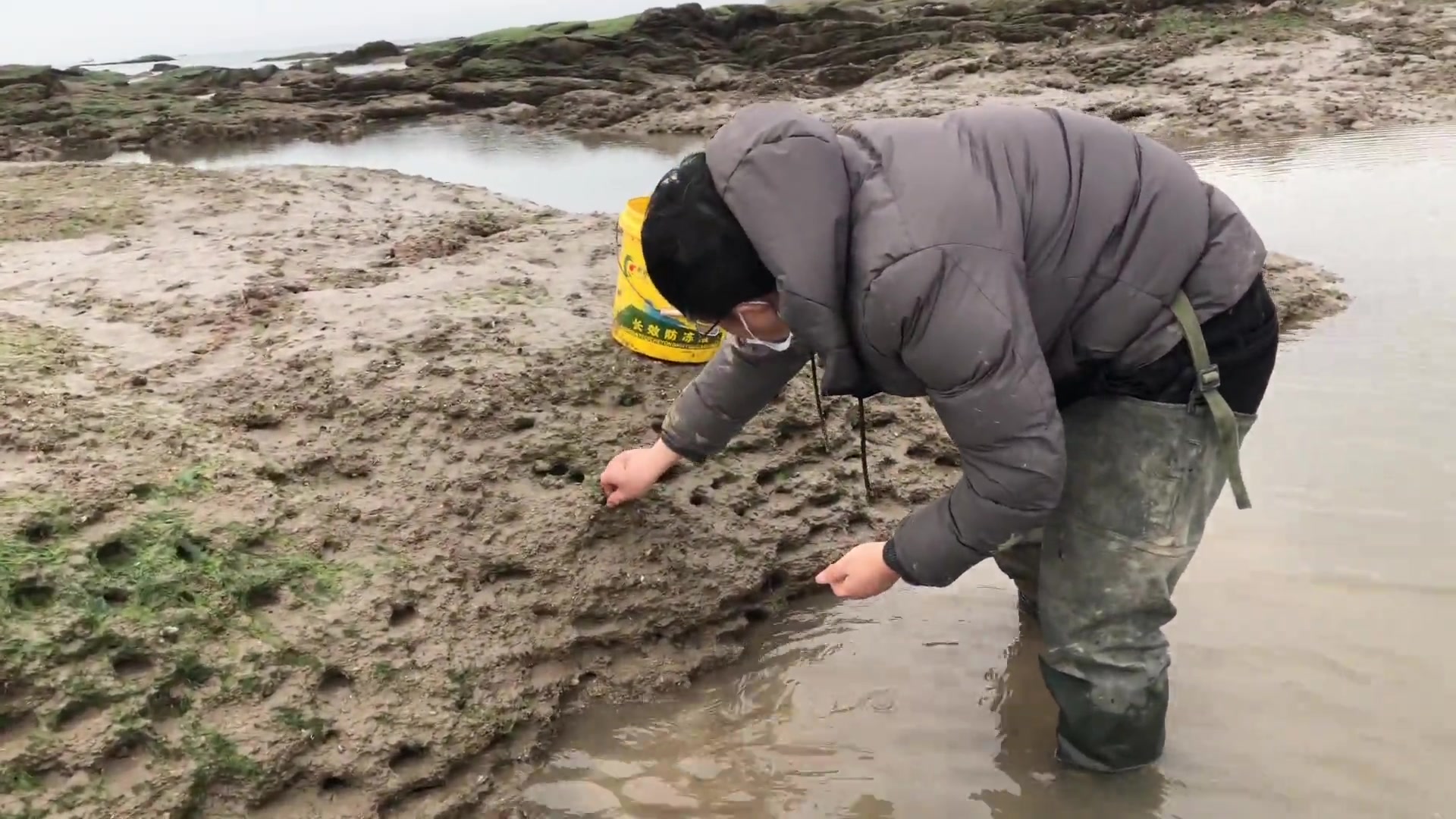 落大潮二哥来赶海"摸螺"很多"黄金螺和大海螺"深海里就是多