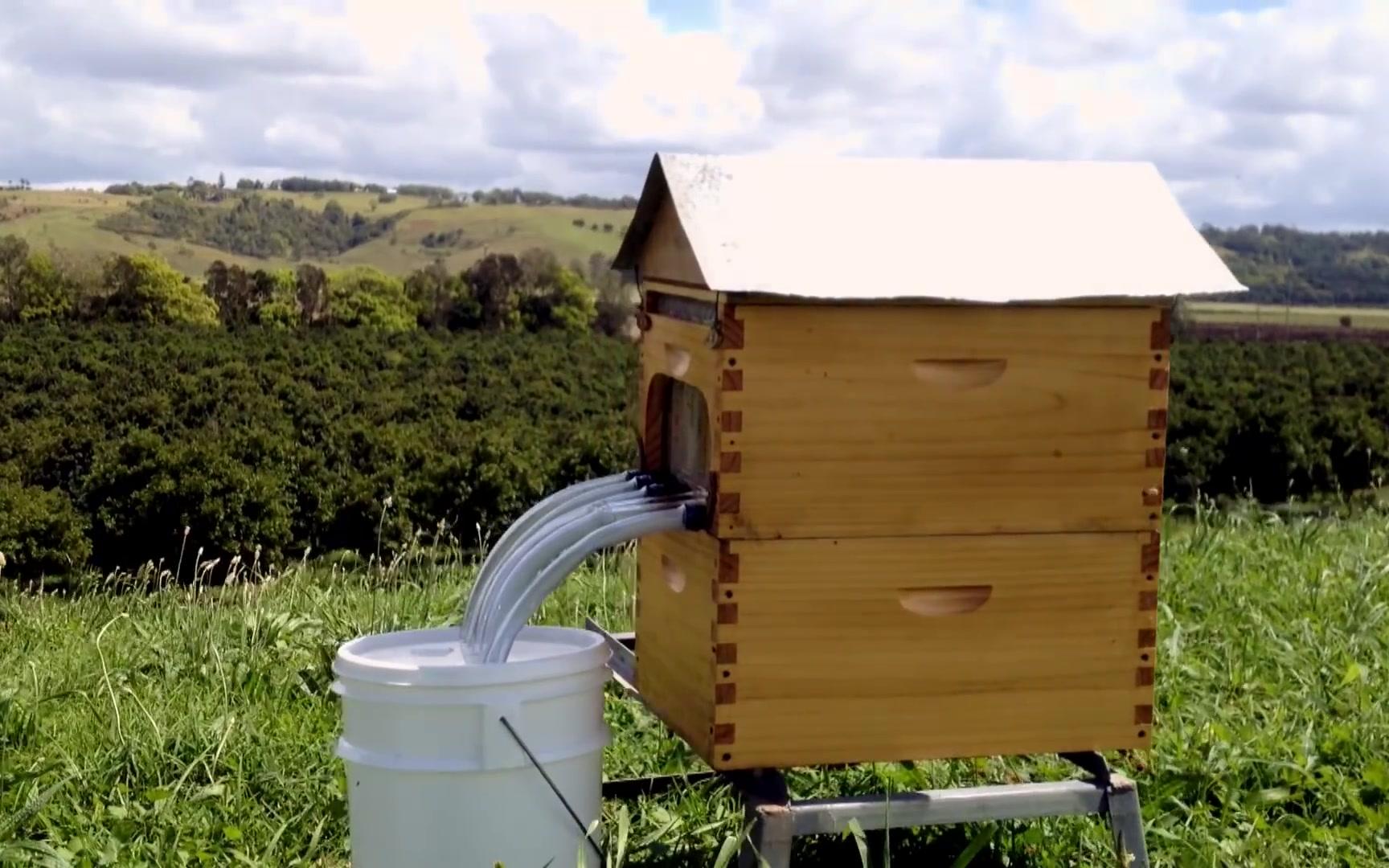 智能蜂巢蜂蜜从水龙头流出来flow64hivefullreveal