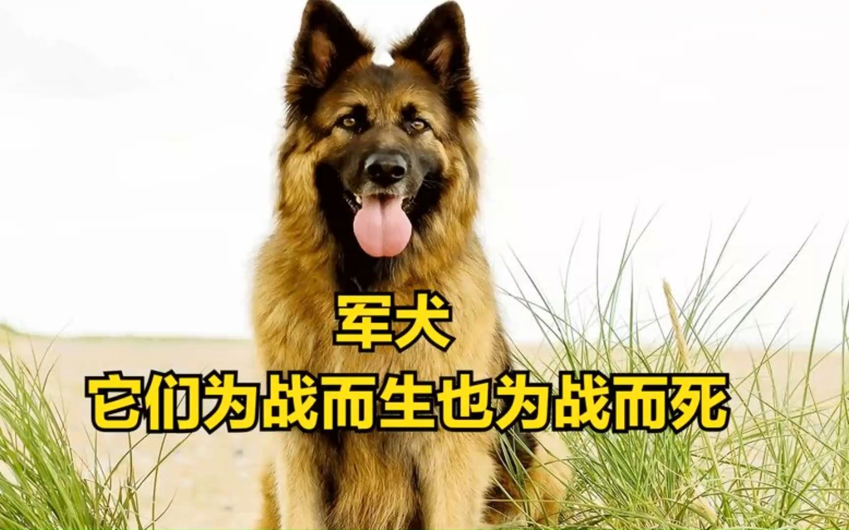 军犬高清壁纸图片