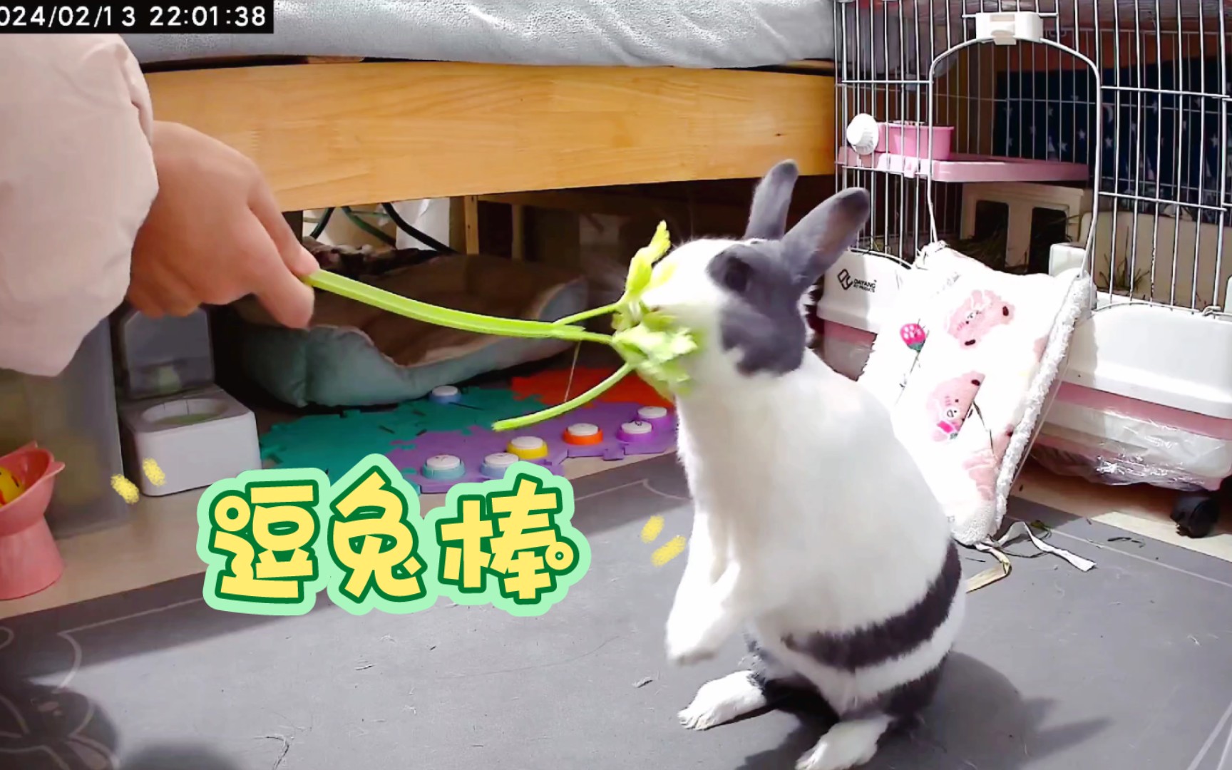 【兔兔交流按钮】芹菜72 逗兔棒78