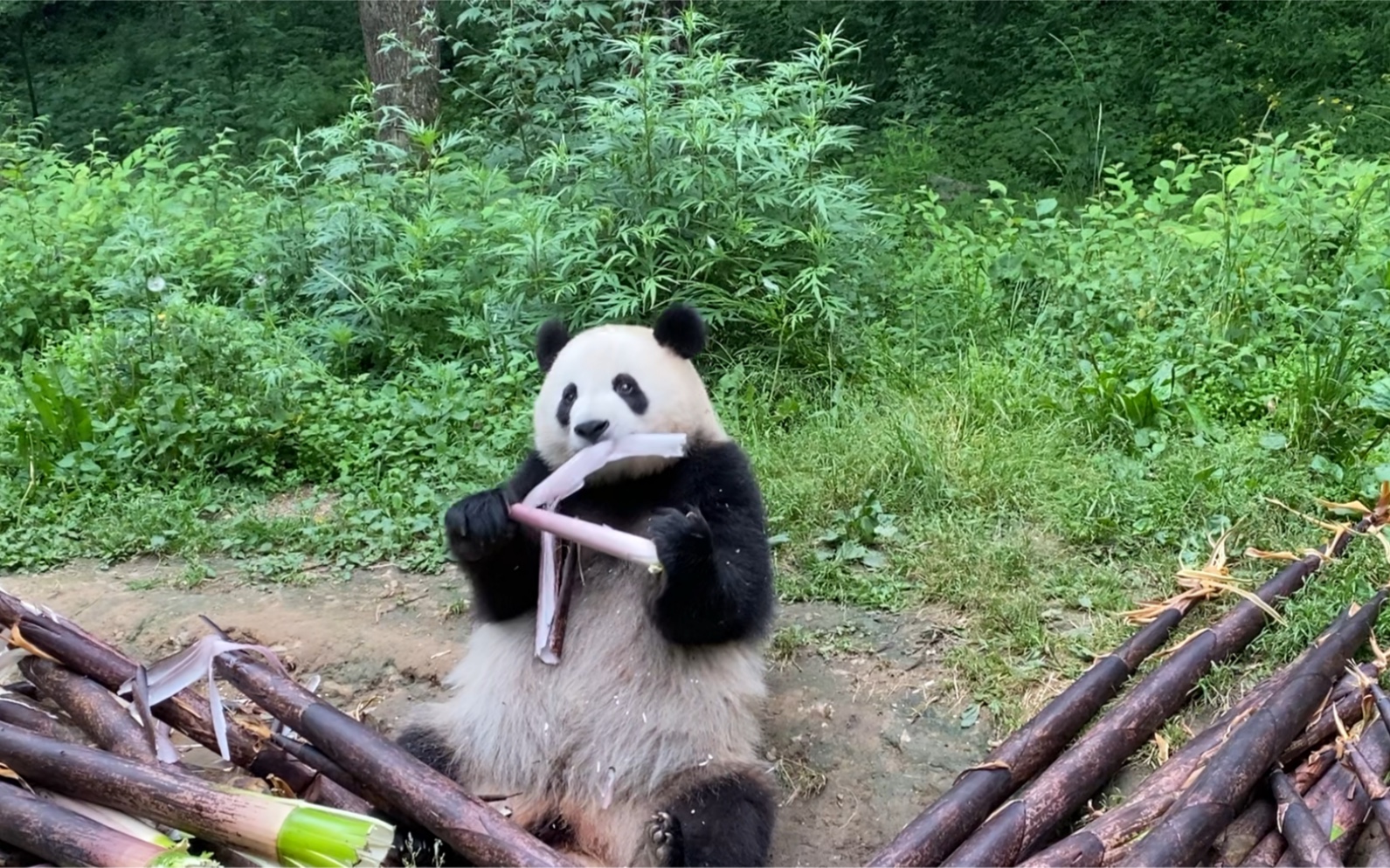 [图]完整版熊猫高清在线吃竹笋