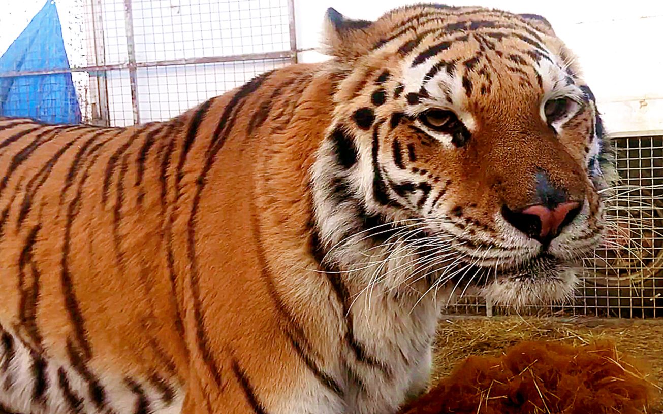 大老虎不会吸引小母猫,安排"相亲"还有必要吗