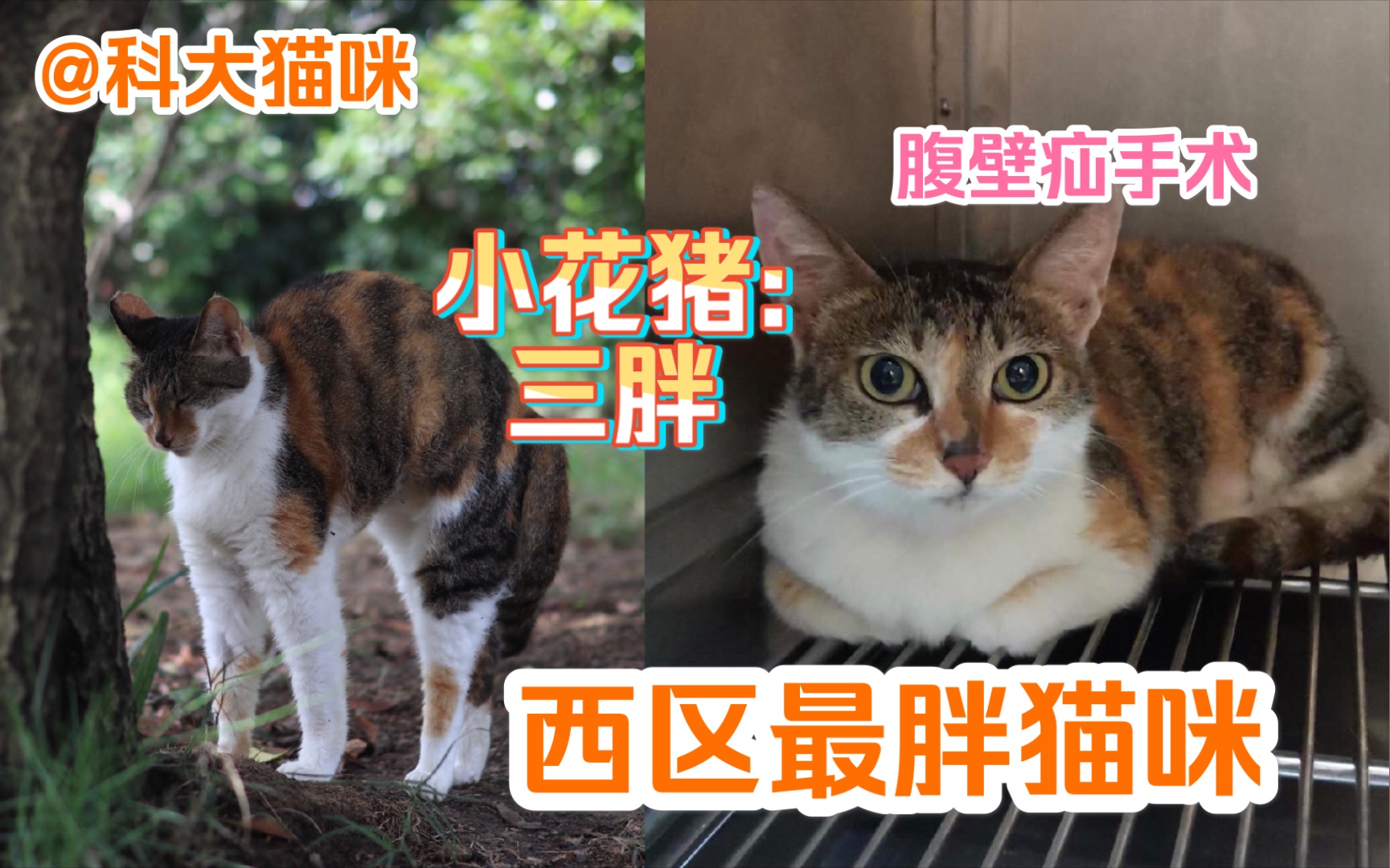 科大猫咪因为太胖曾被误以为怀孕小花猪三胖腹壁疝手术