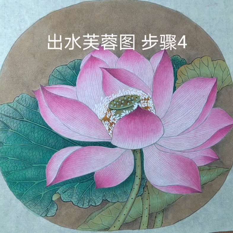 [图]出水芙蓉图 步骤4