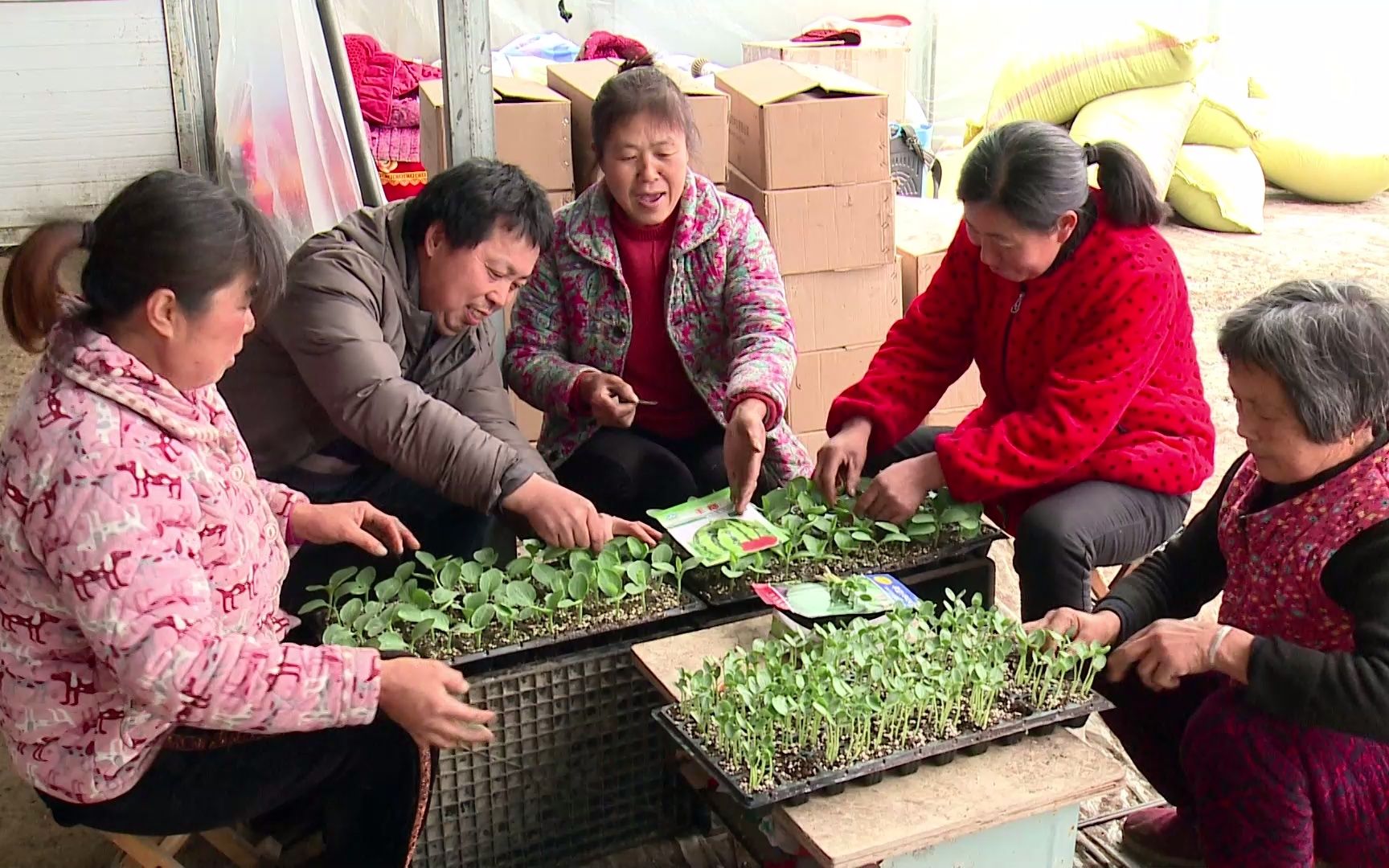 明光市古沛镇的瓜苗大棚,热闹的很,隔壁五河的瓜农都来买苗!哔哩哔哩bilibili