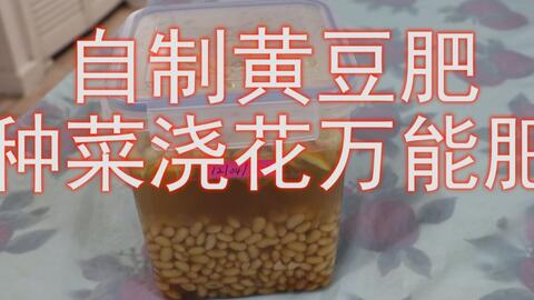 家庭自制有机肥 简单小妙招 黄豆缓释肥 不臭不招虫 哔哩哔哩 Bilibili