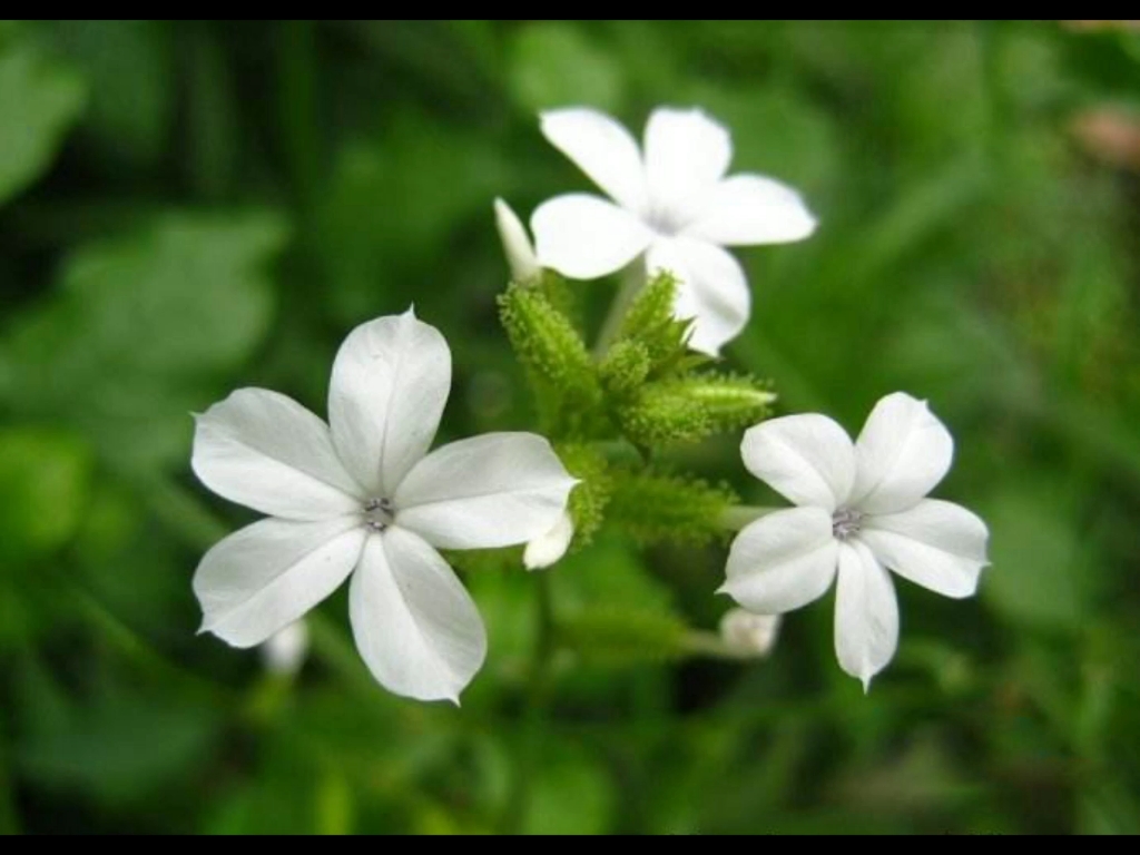 小白花草药图片