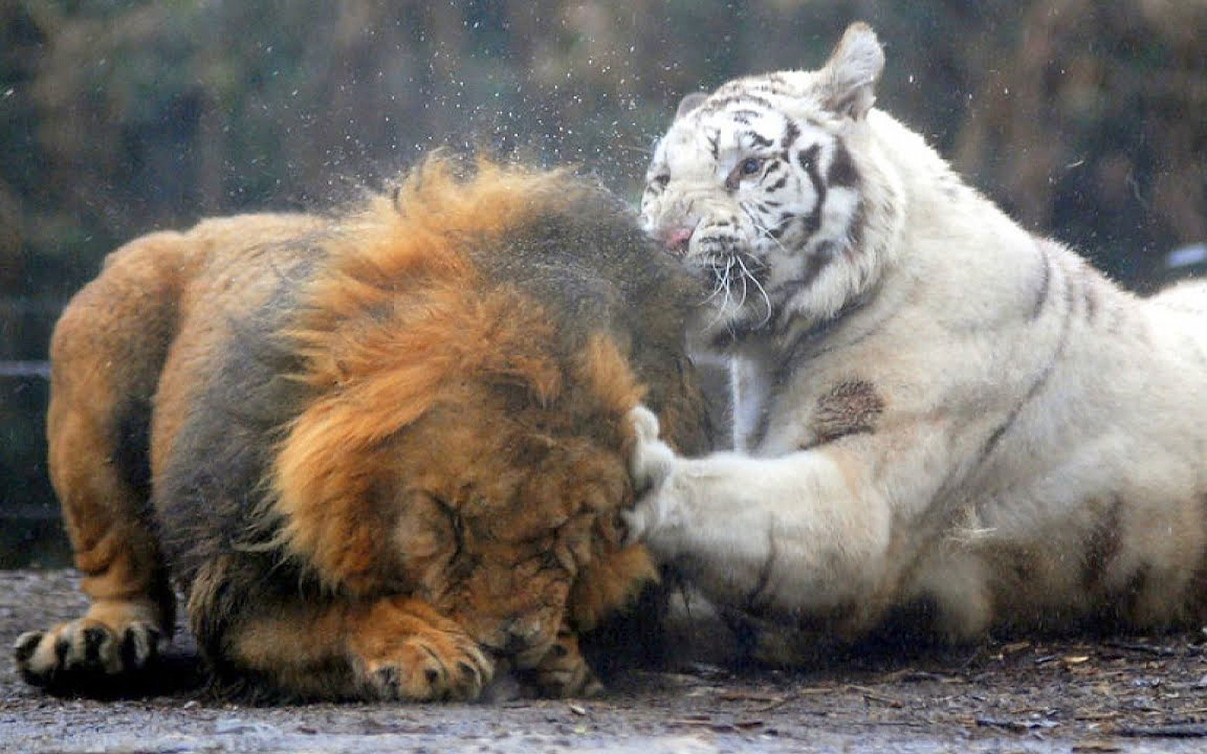 狮子和老虎打架图片图片
