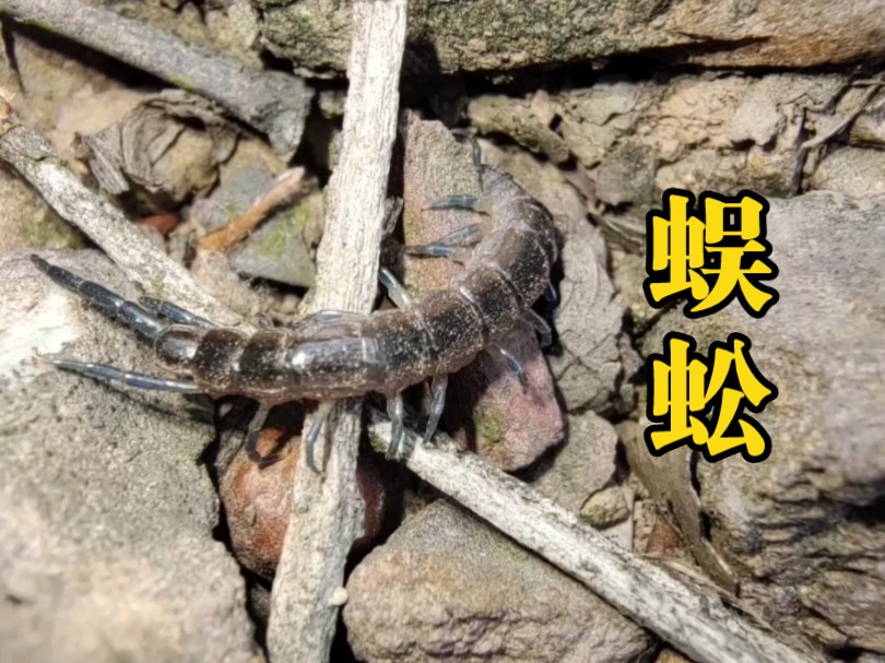 这是一种会被蝎子捕食的蜈蚣