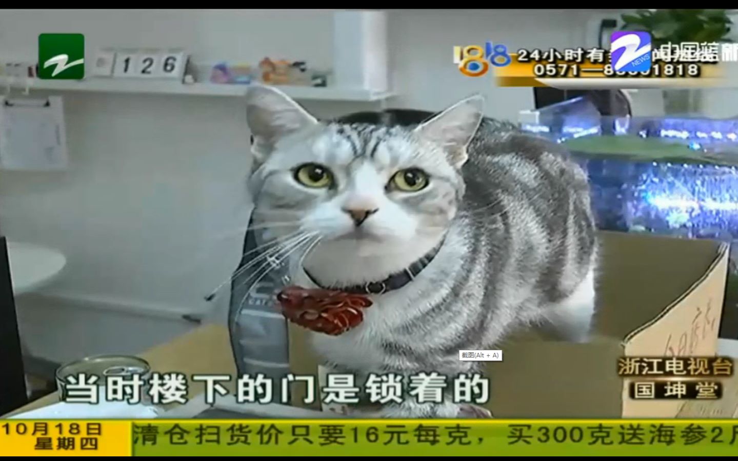 【喵星人】宁波版“猫眼三兄弟”:猫店丢了三只猫 店主提到了“帮助”哔哩哔哩bilibili