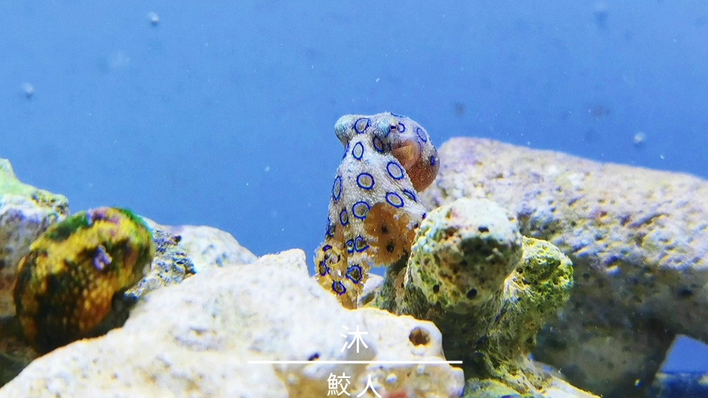 蓝环章鱼养殖记录